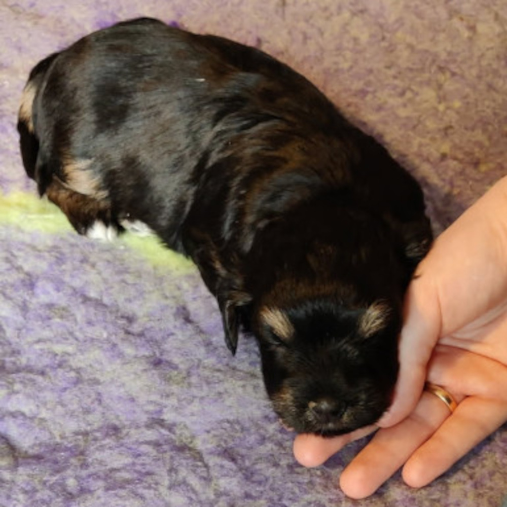 Ett bilde av Ellie når hun var 4 uker gammel